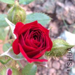 IMAG2246�������İ�.jpg