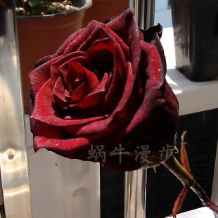 IMAG4265.jpg