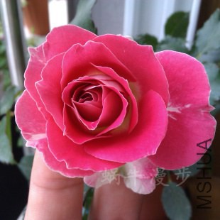 IMAG0556.jpg