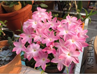 Zephyranthes sp. Labuffarosa 'Pink