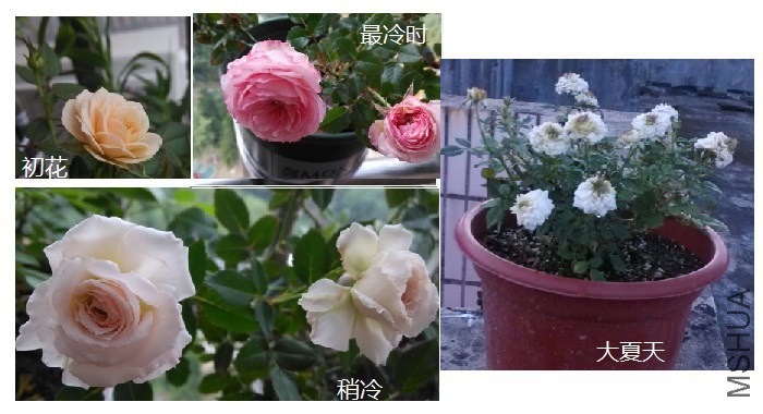 ��������Ůʿ