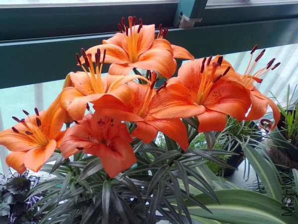 201212032183.jpg