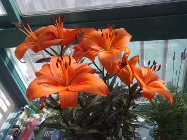 201212062193.jpg