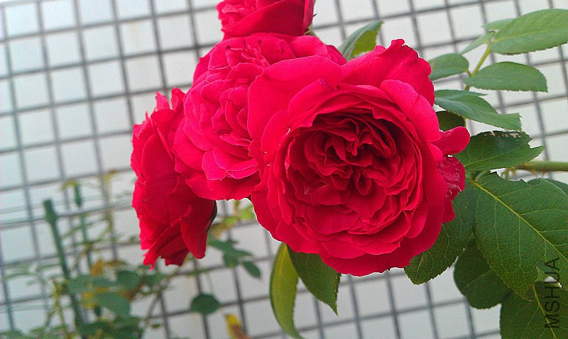 IMAG0768_����.jpg