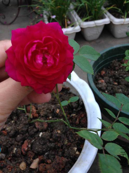 ��ת ������С IMG_4102.jpg