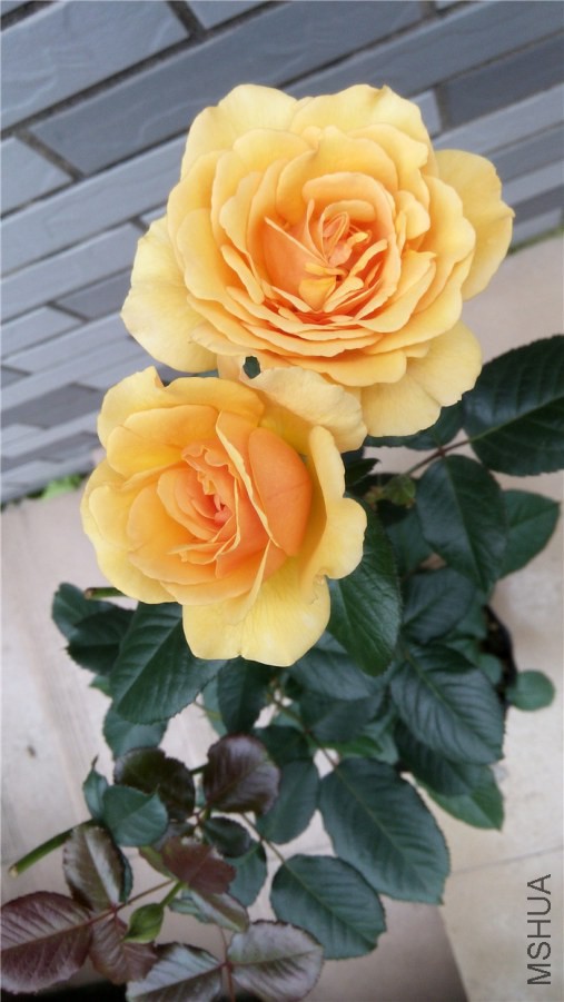 20140528083806.jpg