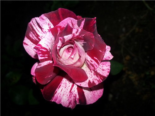 20140912_180343.jpg