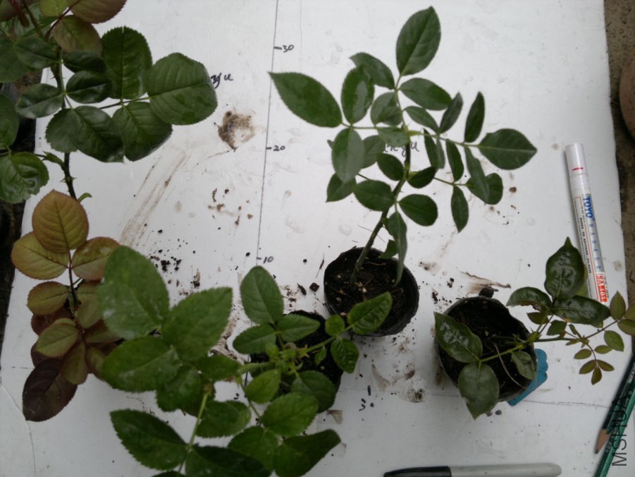 2014-09-12-1543.jpg