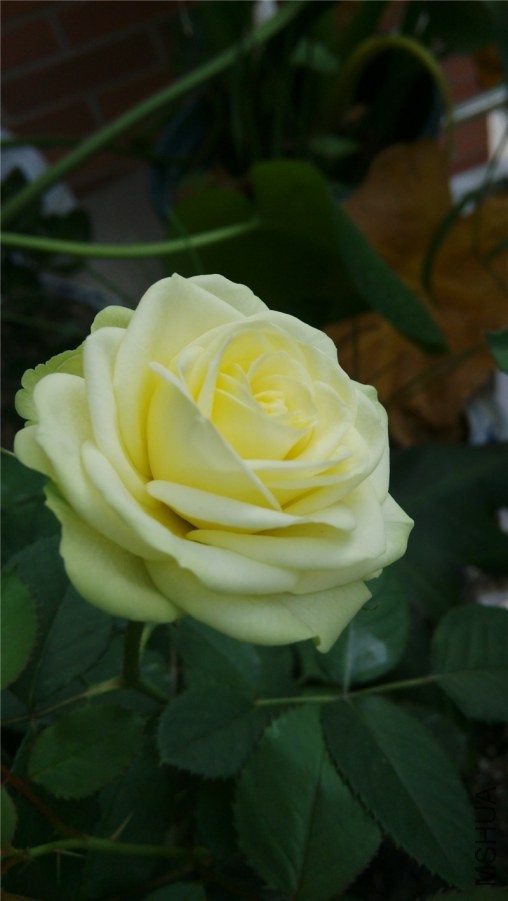 ���ڿ��ŵ����ӣ��Ѿ������컹ûɢ
