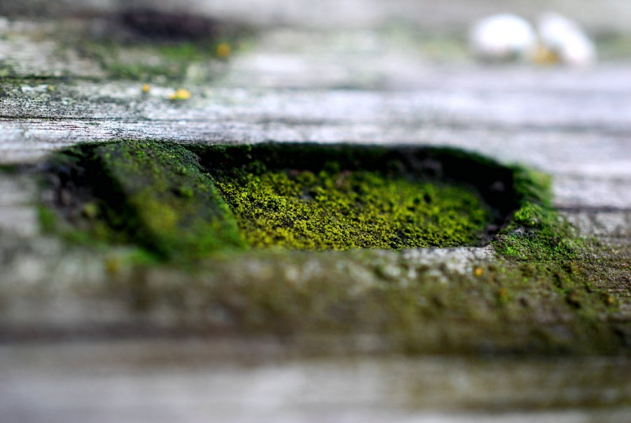 DSC_0809.jpg