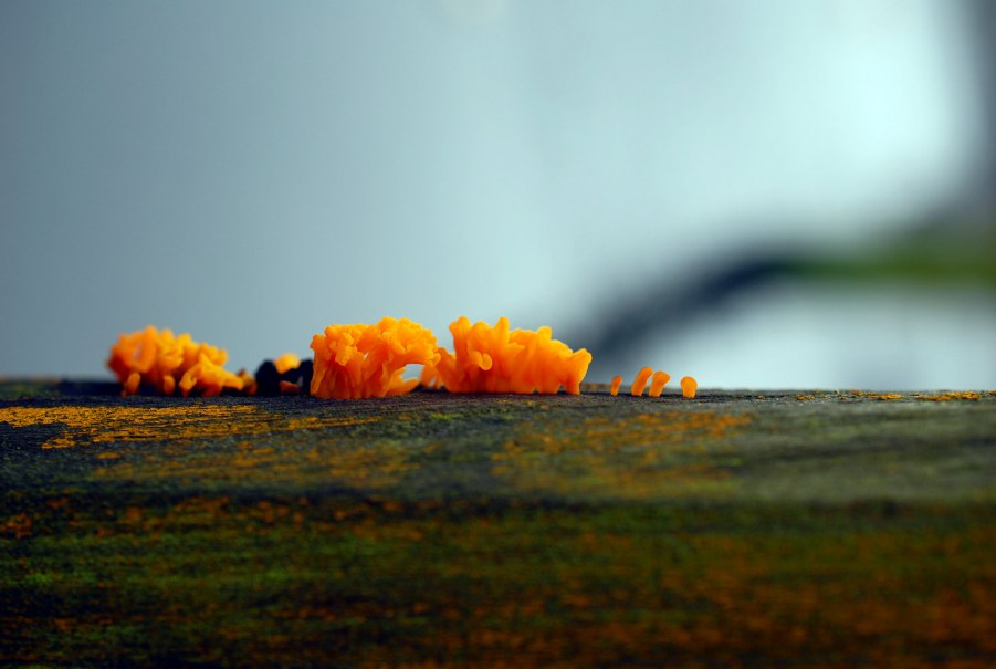 DSC_0817.jpg