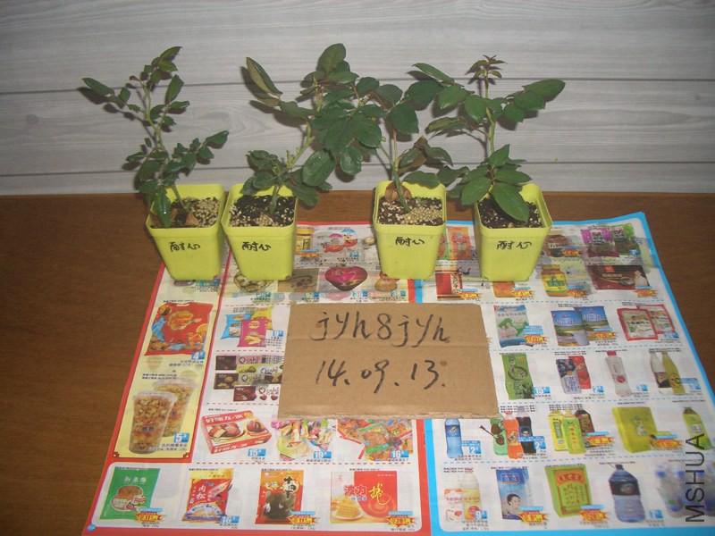 CIMG0322.JPG