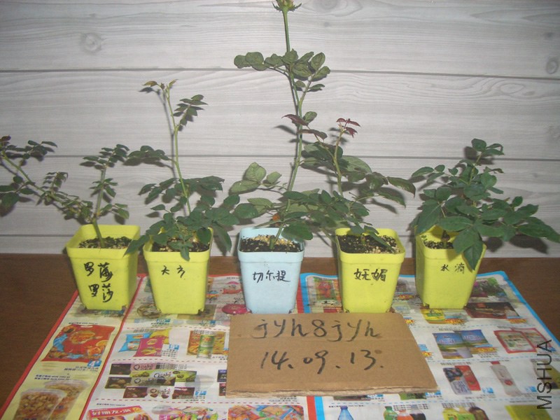 CIMG0327.JPG
