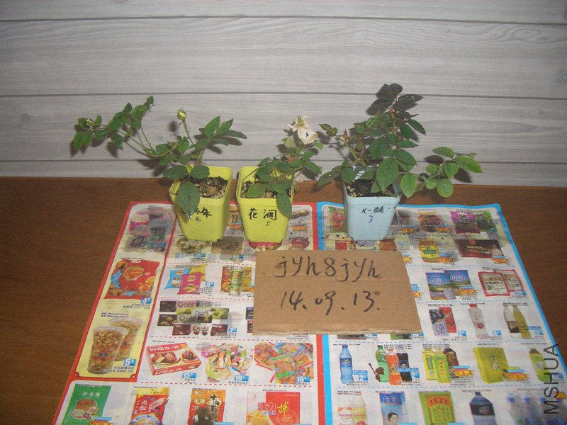 CIMG0328.JPG