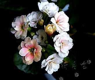 ܽ2_����.jpg