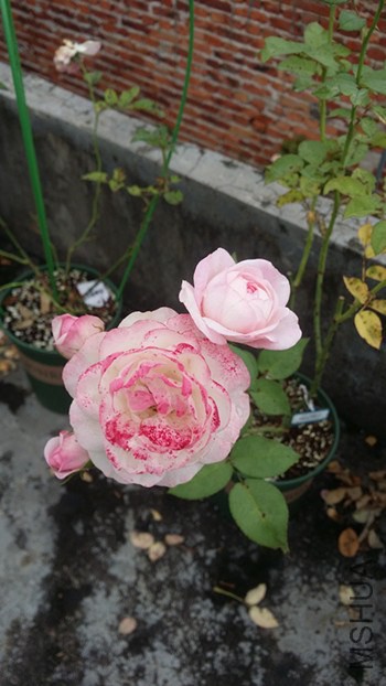 ��ݮ���ʱ�.jpg