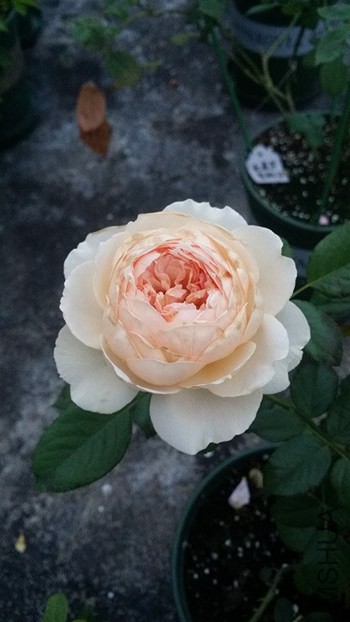 ����.jpg