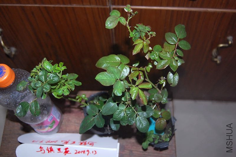 DSC_00040004.JPG