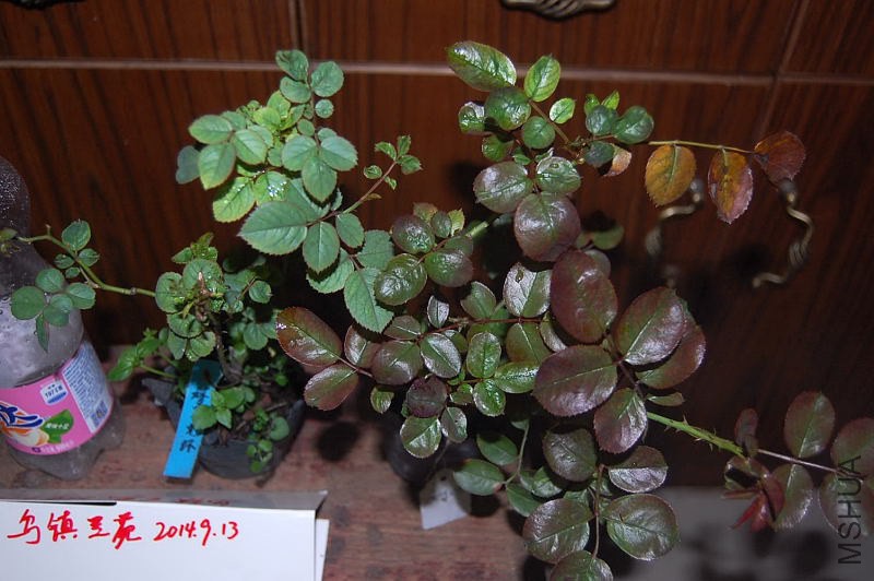 DSC_00060006.JPG