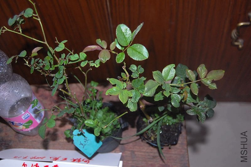 DSC_00080008.JPG