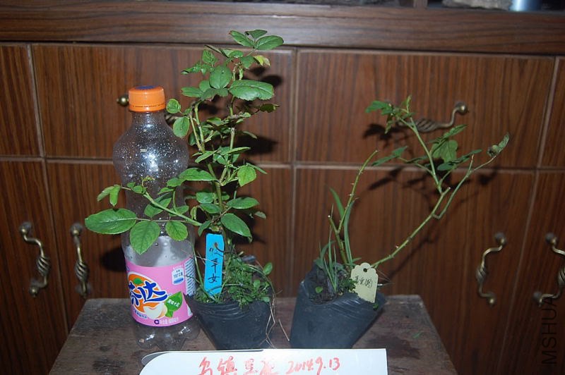 DSC_00090009.JPG