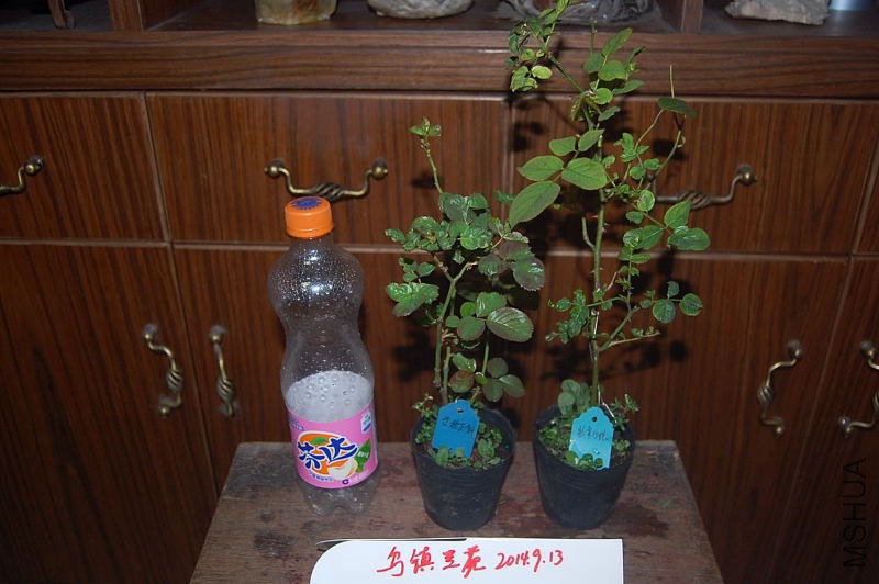 DSC_00120012.JPG