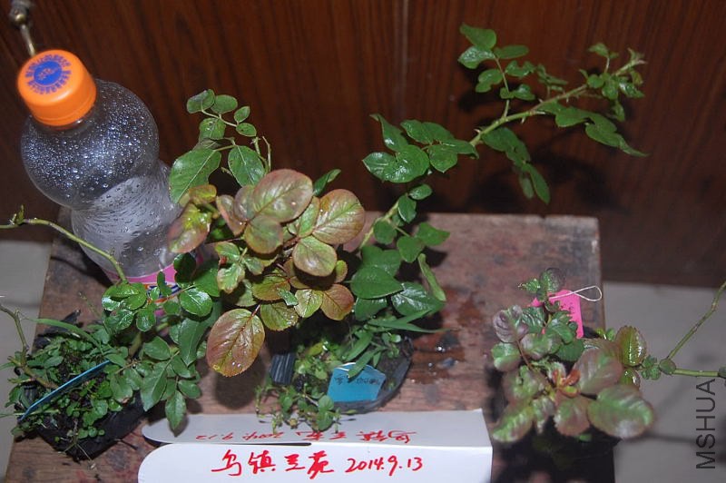DSC_00150015.JPG