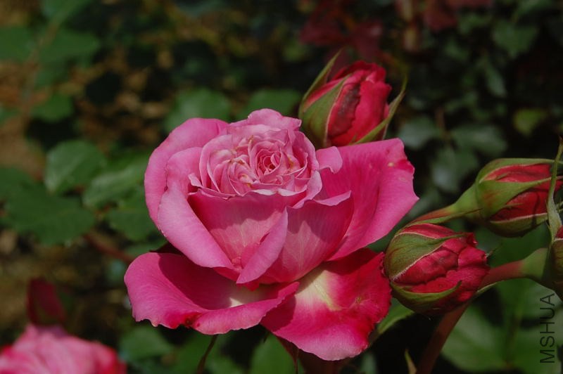 DSC_09860986.JPG