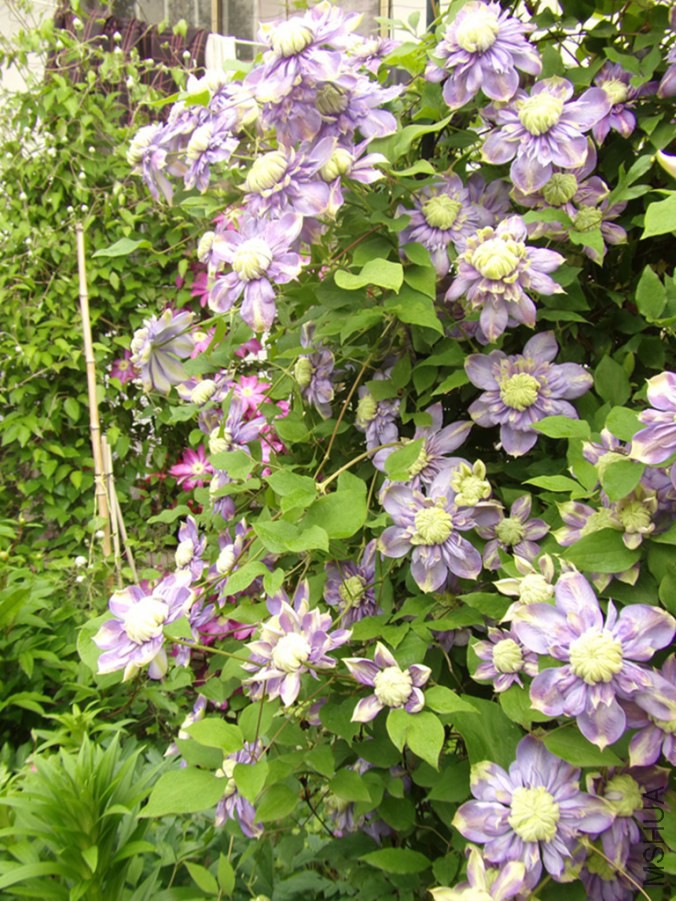 042.jpg