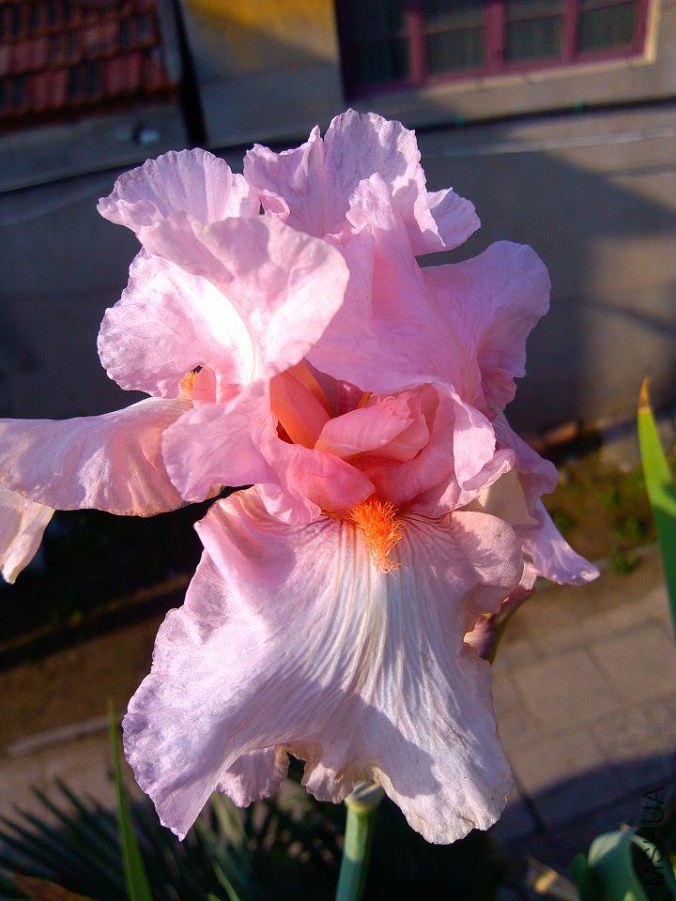 IMG_20140429_071626.jpg