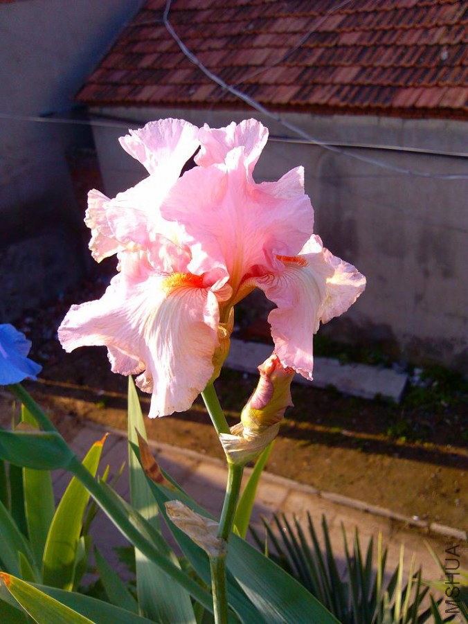 IMG_20140429_071632.jpg