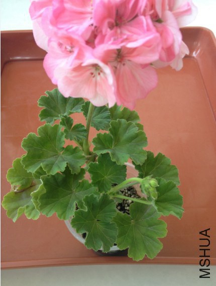 ��ͷ�ۿ���ͼ.jpg