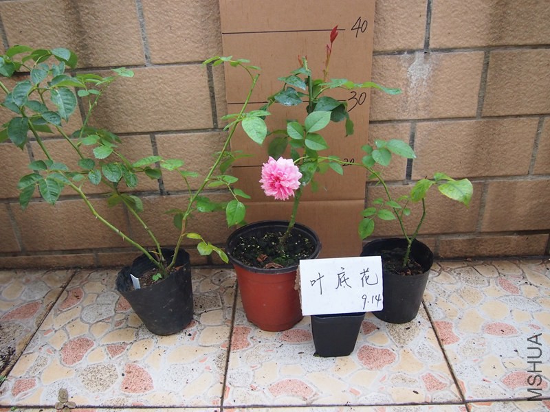 P9141758.JPG