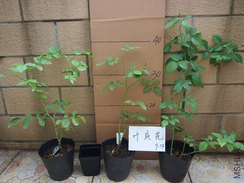 P9141753.JPG