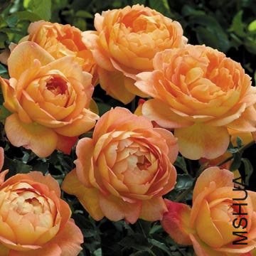 074931hpi9zifcx980af0a.jpg