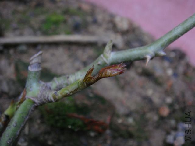 DSC02527.JPG