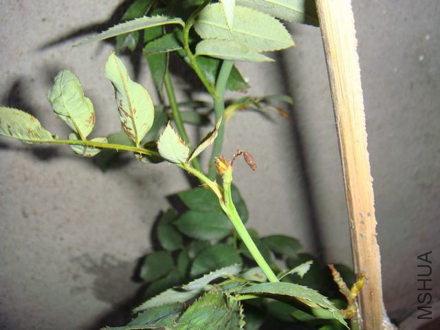 DSC02532.JPG