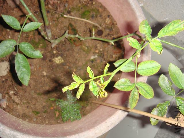DSC02533.JPG