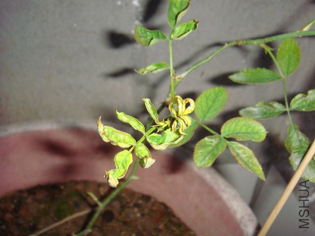 DSC02534.JPG