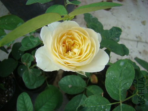 DSC06880.JPG