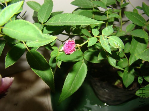 DSC06812.JPG