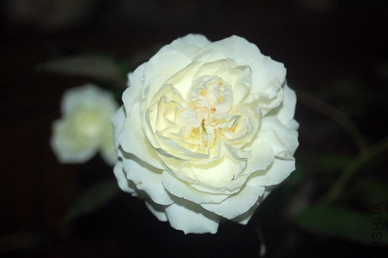 DSC_00050005.JPG
