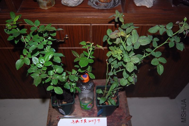 DSC_00070007.JPG