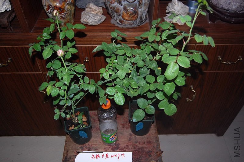 DSC_00090009.JPG