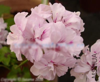 Jips Raffles��ͼ���Թ�����