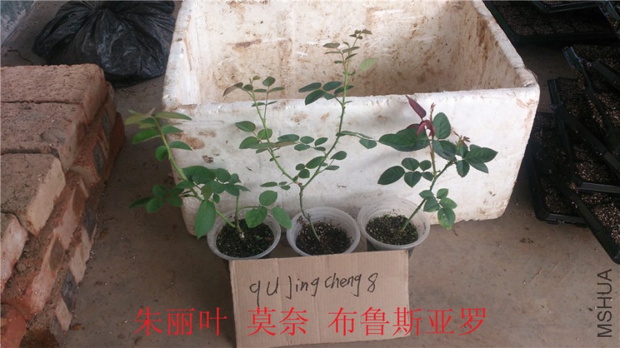 DSC_1972.jpg