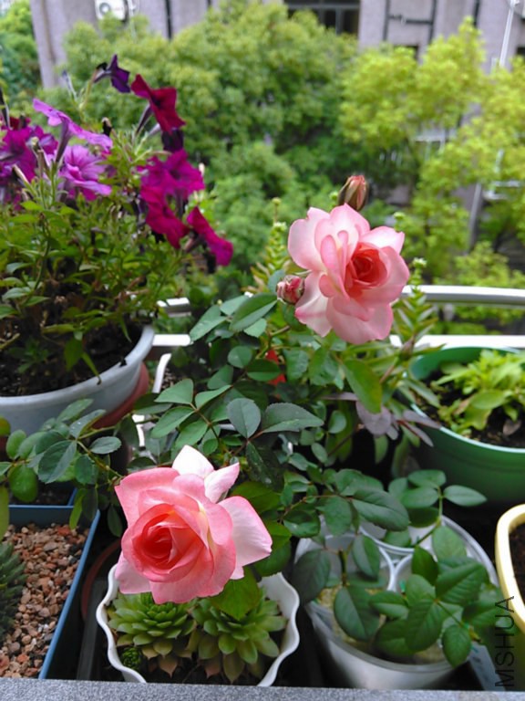09.���۵Ŀɰ���.jpg