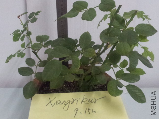 20140915_195602.jpg