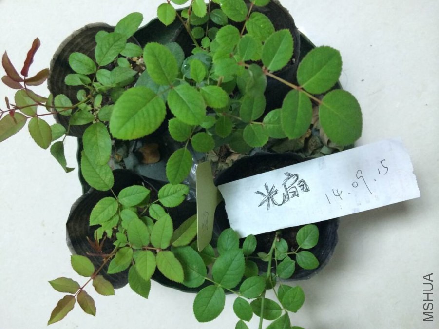 QQͼƬ20140915204330.jpg