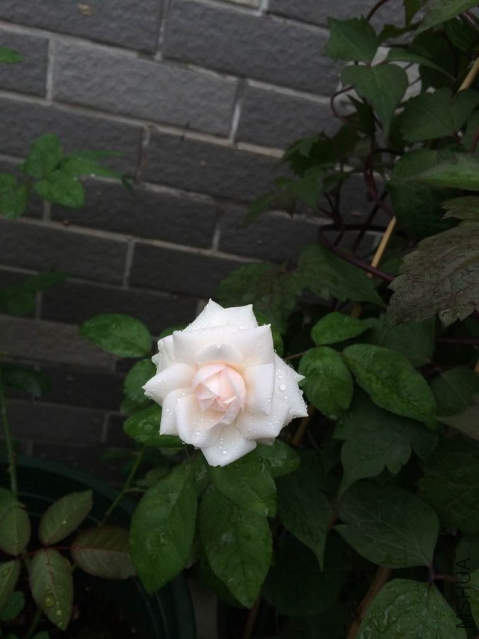 QQͼƬ20140915205103.jpg